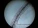 Stemonitis fusca esporas y capilicio